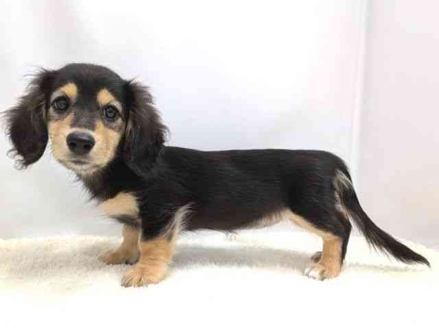 広島県のミニチュアダックスフンド(ロング) (ひごペットフレンドリーゆめタウン廿日市店/2025年7月27日生まれ/女の子/ブラックイエロー)の子犬の3枚目の画像