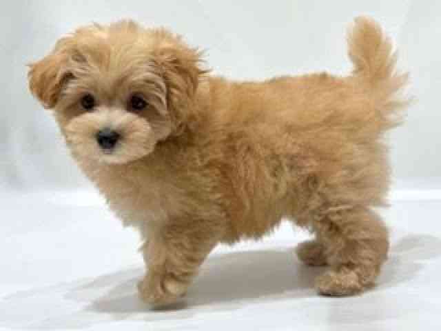 愛知県のハーフ犬・ミックス犬 (ひごペットフレンドリーヴィアモール アピタ江南西店/2025年7月27日生まれ/男の子/アプリコット)の子犬の3枚目の画像