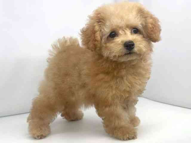 兵庫県のトイプードル(トイ) (ひごペットフレンドリーイオンタウン加古川店/2025年7月26日生まれ/女の子/アプリコット)の子犬の3枚目の画像