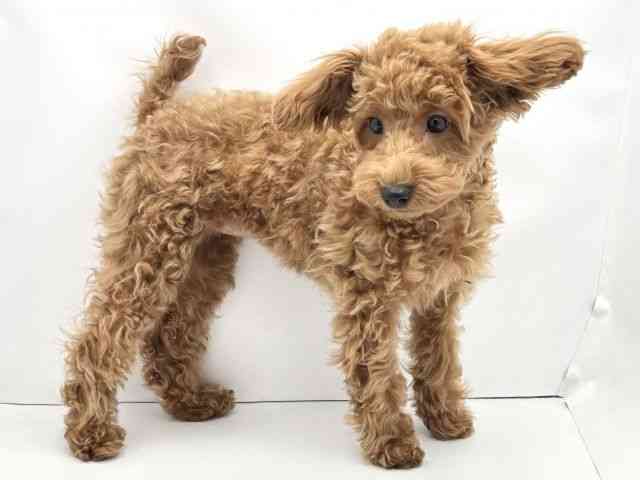 兵庫県のトイプードル(トイ) (ひごペットフレンドリークラウンパーク伊丹店/2025年7月25日生まれ/女の子/レッド)の子犬の3枚目の画像