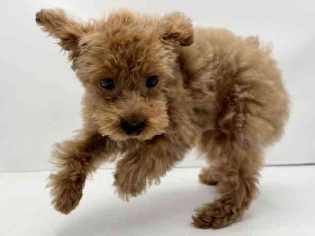 兵庫県のトイプードル(トイ) (ひごペットフレンドリークラウンパーク伊丹店/2025年7月25日生まれ/女の子/レッド)の子犬の3枚目の画像