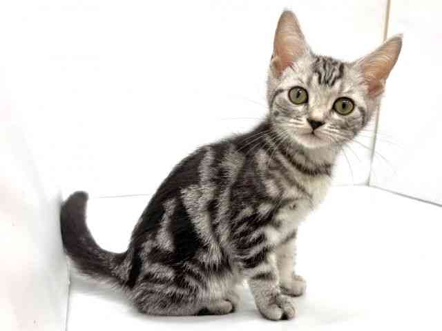 大阪府のアメリカンショートヘアー (ひごペットフレンドリーイオンタウン茨木太田店/2025年7月26日生まれ/女の子/シルバータビー)の子猫の3枚目の画像