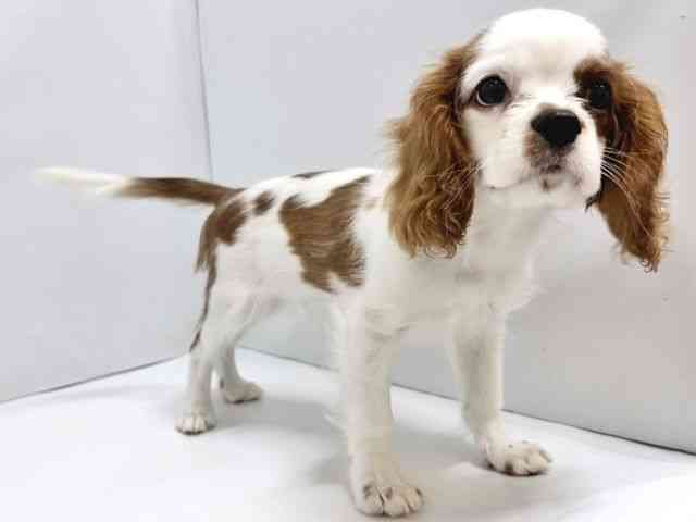 奈良県のキャバリアキングチャールズスパニエル (ひごペットフレンドリー奈良パワーシティ店/2025年7月26日生まれ/男の子/ブレンハイム)の子犬の3枚目の画像