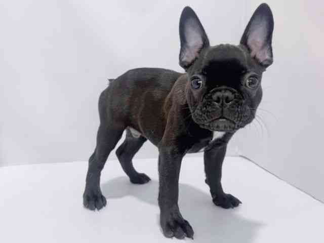 大阪府のフレンチブルドッグ (ひごペットフレンドリーイズミヤショッピングセンター千里丘店/2025年7月23日生まれ/男の子/ブリンドル)の子犬の3枚目の画像