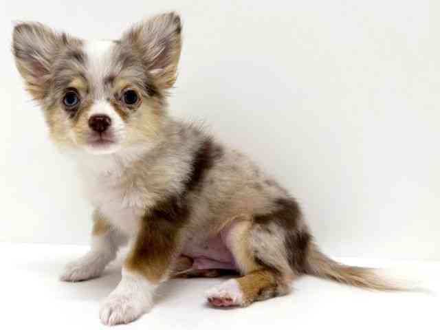 大阪府のチワワ(ロング) (ひごペットフレンドリーくずはモール店/2025年7月26日生まれ/男の子/チョコレートマール)の子犬の3枚目の画像