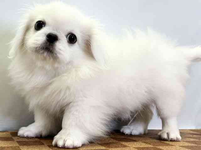 愛媛県のペキニーズ (ひごペットフレンドリーエミフルMASAKI店/2025年7月29日生まれ/男の子/ホワイト)の子犬の3枚目の画像