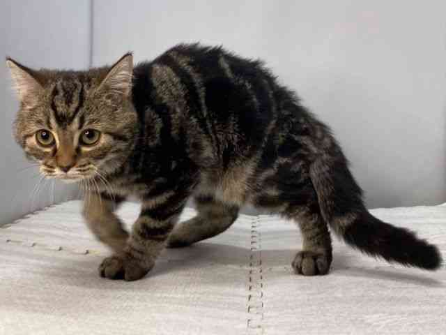 島根県のミヌエット (ひごペットフレンドリーイオンモール出雲店/2025年7月24日生まれ/男の子/ブラウンタビー)の子猫の3枚目の画像