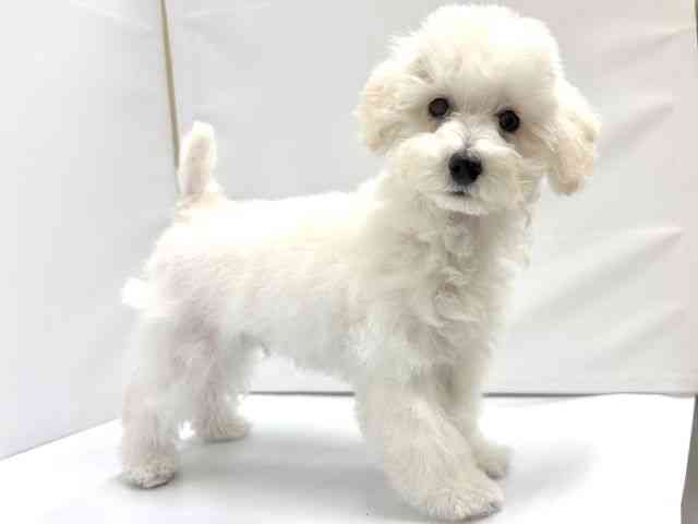 大阪府のトイプードル(トイ) (ひごペットフレンドリーイオンタウン茨木太田店/2025年7月18日生まれ/男の子/クリーム)の子犬の3枚目の画像