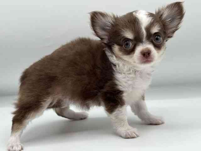 大阪府のチワワ(ロング) (ひごペットフレンドリーみのおキューズモール店/2025年7月27日生まれ/女の子/チョコレートタンホワイト)の子犬の3枚目の画像