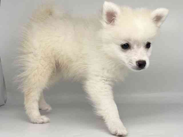 徳島県のポメプー(ポメラニアン×プードル) (ひごペットフレンドリーゆめタウン徳島店/2025年7月28日生まれ/男の子/ホワイト)の子犬の3枚目の画像