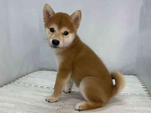 島根県の柴犬(標準サイズ) (ひごペットフレンドリーイオンモール出雲店/2025年7月27日生まれ/女の子/赤)の子犬の3枚目の画像