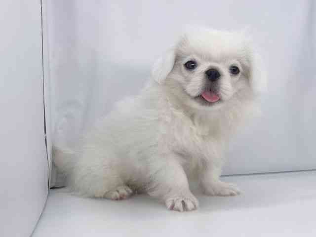 兵庫県のペキニーズ (ひごペットフレンドリーイオンタウン加古川店/2025年7月29日生まれ/男の子/ホワイト)の子犬の3枚目の画像