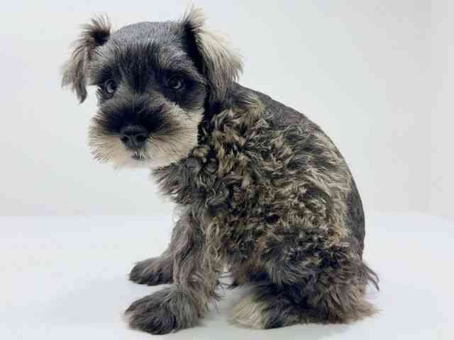 兵庫県のミニチュアシュナウザー (ひごペットフレンドリークラウンパーク伊丹店/2025年7月28日生まれ/男の子/ソルトペッパー)の子犬の3枚目の画像