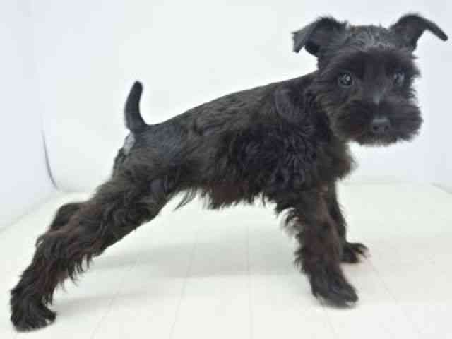 福岡県のミニチュアシュナウザー (ひごペットフレンドリーゆめタウン筑紫野店/2025年7月28日生まれ/女の子/ブラック)の子犬の3枚目の画像