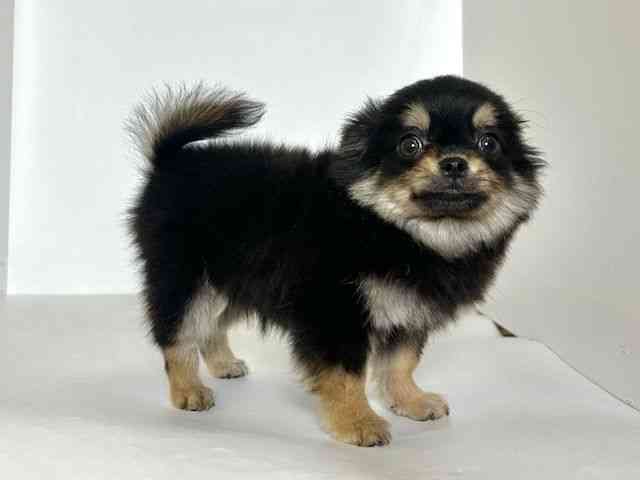 大阪府のチワワ(ロング) (ひごペットフレンドリーアクロスプラザ住之江店/2025年7月23日生まれ/男の子/ブラックタン)の子犬の3枚目の画像