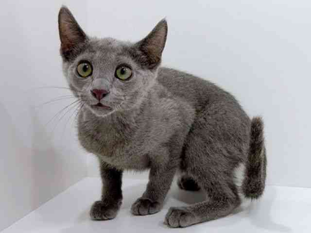 広島県のロシアンブルー (ひごペットフレンドリーフジグラン神辺店/2025年7月28日生まれ/男の子/ブルー)の子猫の3枚目の画像