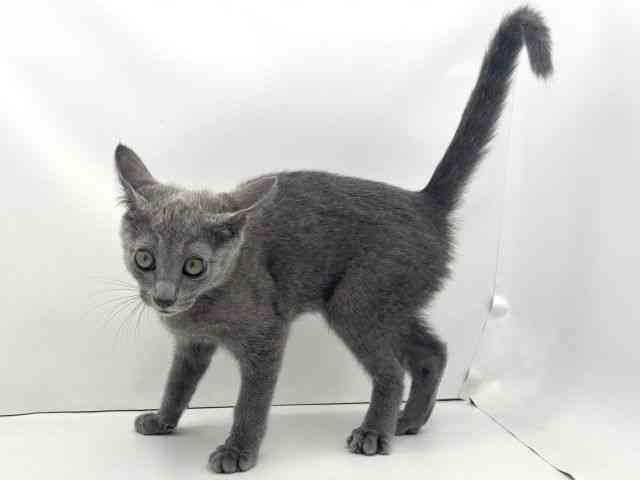 兵庫県のロシアンブルー (ひごペットフレンドリークラウンパーク伊丹店/2025年7月28日生まれ/男の子/ブルー)の子猫の3枚目の画像