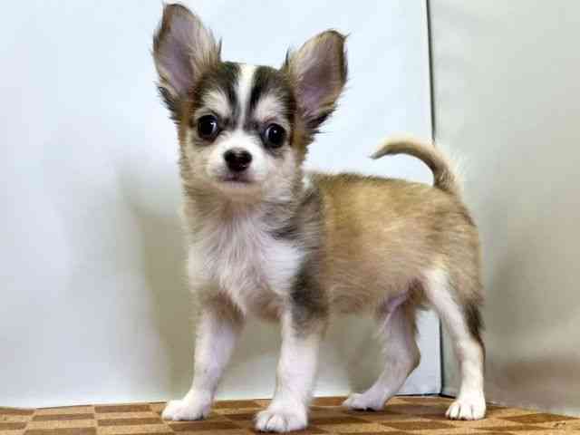 愛媛県のチワワ(ロング) (ひごペットフレンドリーエミフルMASAKI店/2025年7月29日生まれ/男の子/レッドホワイト)の子犬の3枚目の画像