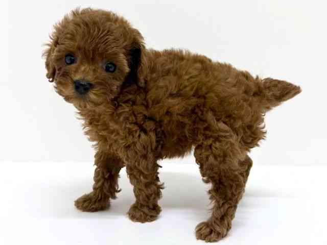 大阪府のトイプードル(トイ) (ひごペットフレンドリーくずはモール店/2025年7月27日生まれ/女の子/レッド)の子犬の3枚目の画像