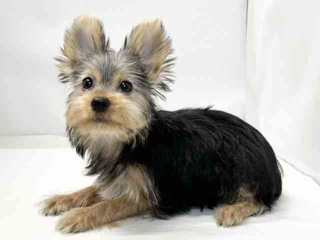 愛媛県のヨークシャーテリア (ひごペットフレンドリーイオンモール今治新都市店/2025年7月28日生まれ/女の子/スチールブルータン)の子犬の3枚目の画像