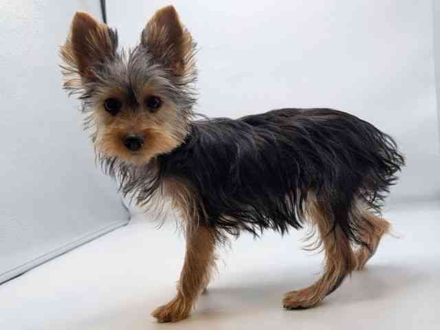 香川県のヨークシャーテリア (ひごペットフレンドリーゆめタウン高松店/2025年7月28日生まれ/女の子/スチールブルータン)の子犬の3枚目の画像