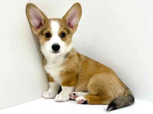 兵庫県のウェルシュコーギーペンブローク (ひごペットフレンドリーブルメールHAT神戸店/2025年7月28日生まれ/男の子/レッドホワイト)の子犬の3枚目の画像