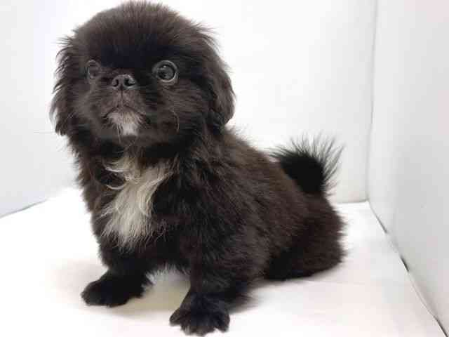 奈良県のペキニーズ (ひごペットフレンドリー奈良パワーシティ店/2025年7月29日生まれ/男の子/ブラック)の子犬の3枚目の画像