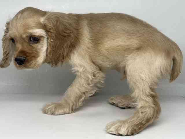 徳島県のアメリカンコッカースパニエル (ひごペットフレンドリーゆめタウン徳島店/2025年7月29日生まれ/男の子/バフ)の子犬の3枚目の画像