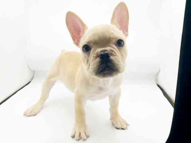 兵庫県のフレンチブルドッグ (ひごペットフレンドリーコロワ甲子園店/2025年7月30日生まれ/男の子/クリーム)の子犬の3枚目の画像