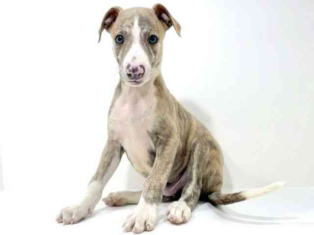 兵庫県のウィペット (ひごペットフレンドリーブルメールHAT神戸店/2025年7月29日生まれ/男の子/ブリンドルホワイト)の子犬の3枚目の画像