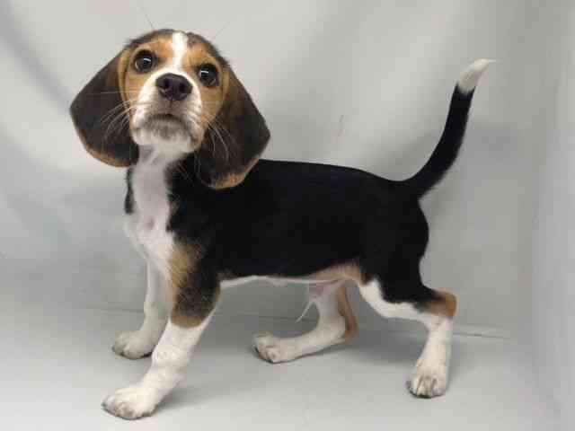 京都府のビーグル (ひごペットフレンドリー洛北阪急スクエア店/2025年7月31日生まれ/男の子/ブラックタンホワイト)の子犬の3枚目の画像