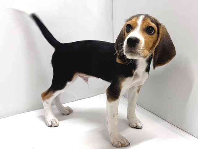 奈良県のビーグル (ひごペットフレンドリー奈良パワーシティ店/2025年7月31日生まれ/男の子/ブラックタンホワイト)の子犬の3枚目の画像