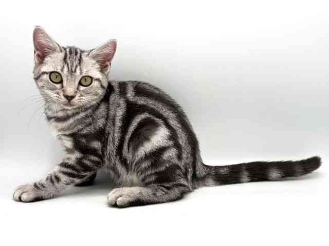 奈良県のアメリカンショートヘアー (ひごペットフレンドリー田原本店/2025年7月31日生まれ/女の子/シルバークラシックタビー)の子猫の3枚目の画像