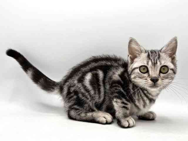 奈良県のアメリカンショートヘアー (ひごペットフレンドリー田原本店/2025年7月31日生まれ/女の子/シルバークラシックタビー)の子猫の3枚目の画像