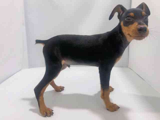 大阪府のミニチュアピンシャー (ひごペットフレンドリーイズミヤショッピングセンター千里丘店/2025年7月30日生まれ/男の子/ブラックタン)の子犬の3枚目の画像