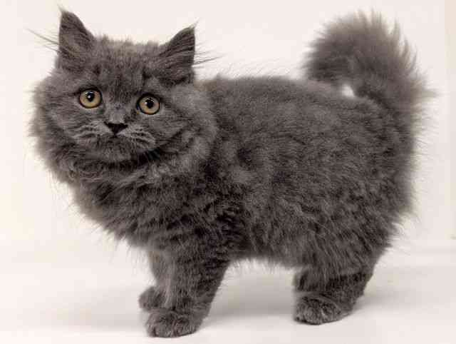 福岡県のブリティッシュロングヘアー (ひごペットフレンドリーリバーウォーク北九州店/2025年7月30日生まれ/男の子/ブルー)の子猫の3枚目の画像