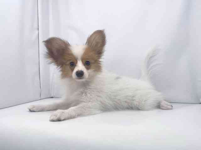 兵庫県のパピヨン (ひごペットフレンドリーイオンタウン加古川店/2025年7月28日生まれ/男の子/ホワイトブラウン)の子犬の3枚目の画像