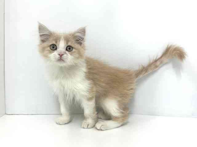 大阪府のサイベリアン (ひごペットフレンドリーベルファⅡ都島店/2025年7月28日生まれ/男の子/クリームタビーホワイト)の子猫の3枚目の画像