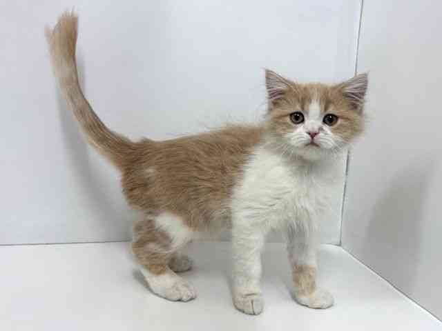 大阪府のサイベリアン (ひごペットフレンドリーベルファⅡ都島店/2025年7月28日生まれ/男の子/クリームタビーホワイト)の子猫の3枚目の画像