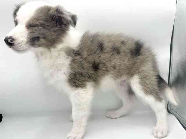 愛知県のボーダーコリー (ひごペットフレンドリーヴィアモール アピタ江南西店/2025年8月2日生まれ/男の子/ブルーマール)の子犬の3枚目の画像