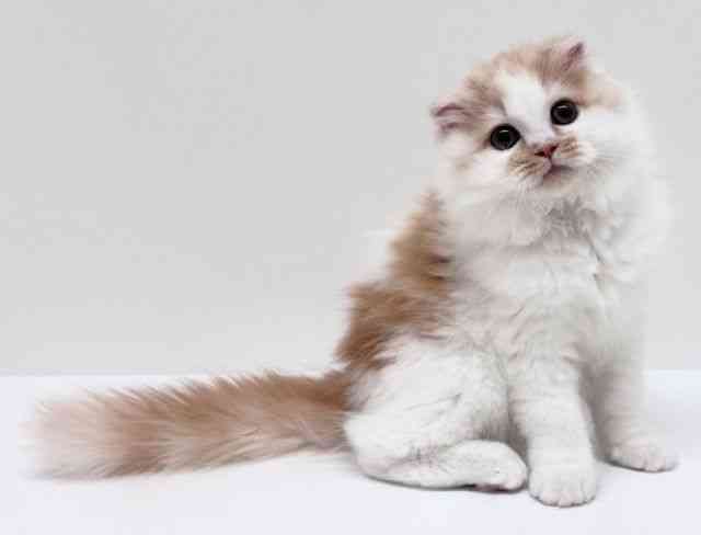 兵庫県のスコティッシュフォールド (ひごペットフレンドリーブルメールHAT神戸店/2025年8月2日生まれ/女の子/カメオタビーホワイト)の子猫の3枚目の画像