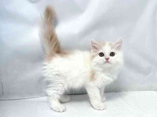 大阪府のサイベリアン (ひごペットフレンドリー堺プラットプラット店/2025年8月2日生まれ/男の子/クリームホワイト)の子猫の3枚目の画像