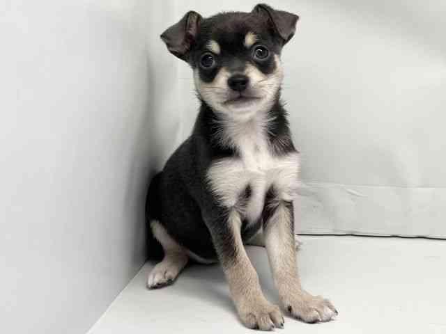 京都府のチワックス(チワワ×ダックス) (ひごペットフレンドリー洛北阪急スクエア店/2025年8月2日生まれ/女の子/ブルータン)の子犬の3枚目の画像