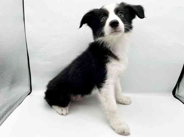 奈良県のボーダーコリー (ひごペットフレンドリートナリエ大和高田店/2025年8月3日生まれ/男の子/ブラックホワイト)の子犬の3枚目の画像