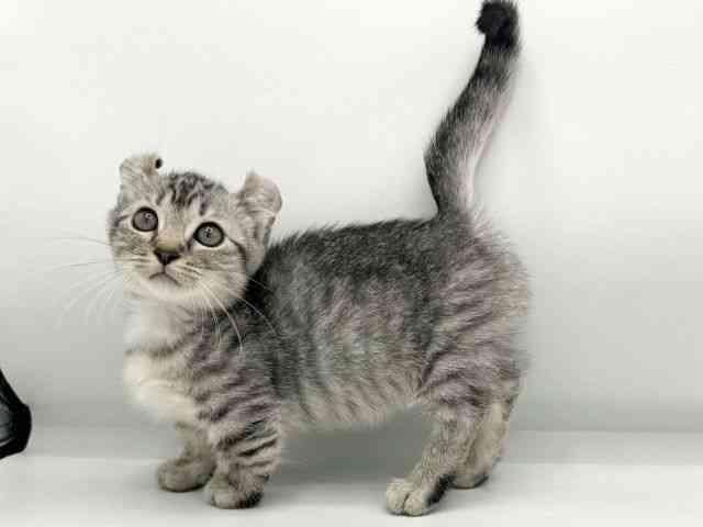 大阪府のキンカロー (ひごペットフレンドリーイオン高槻店/2025年8月3日生まれ/女の子/シルバータビー)の子猫の3枚目の画像