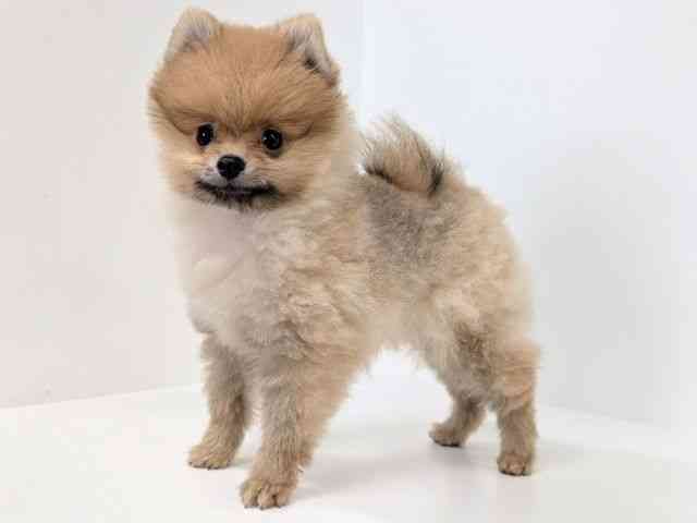 福岡県のポメラニアン (ひごペットフレンドリーリバーウォーク北九州店/2025年8月1日生まれ/男の子/オレンジ)の子犬の3枚目の画像