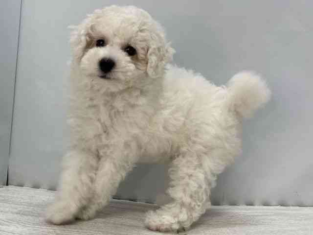 島根県のビションプー(ビションフリーゼ×プードル) (ひごペットフレンドリーイオンモール出雲店/2025年8月2日生まれ/男の子/ホワイト)の子犬の3枚目の画像