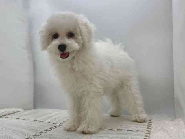 島根県のビションプー(ビションフリーゼ×プードル) (ひごペットフレンドリーイオンモール出雲店/2025年8月2日生まれ/男の子/ホワイト)の子犬の3枚目の画像