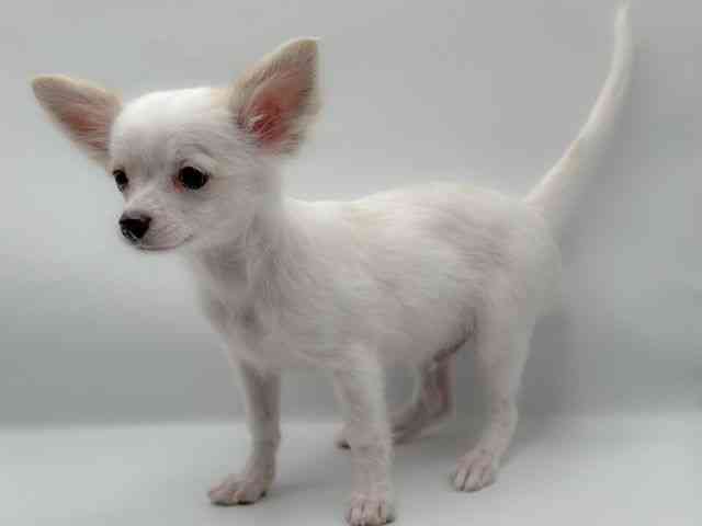 香川県のチワワ(ロング) (ひごペットフレンドリーゆめタウン高松店/2025年8月1日生まれ/男の子/ホワイトクリーム)の子犬の3枚目の画像