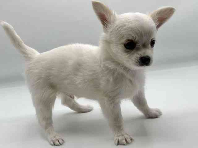 香川県のチワワ(ロング) (ひごペットフレンドリーゆめタウン高松店/2025年8月1日生まれ/男の子/ホワイトクリーム)の子犬の3枚目の画像